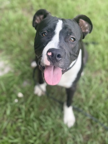 Cooper