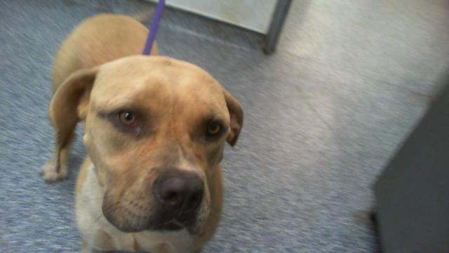 Adoptable Dog