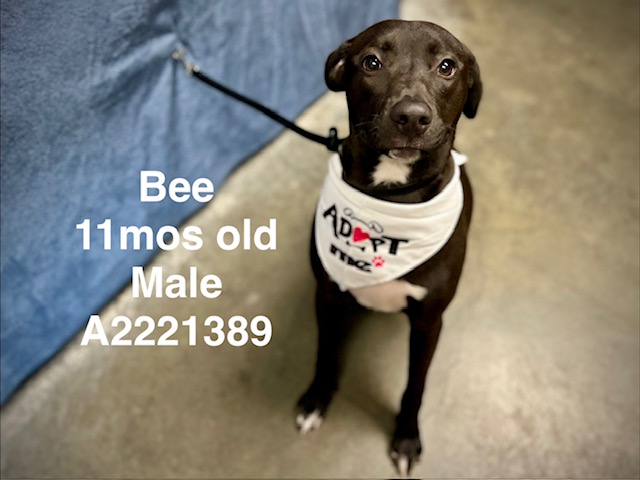 Bee
