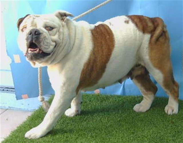Adoptable Dog