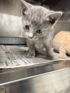 Adoptable Cat