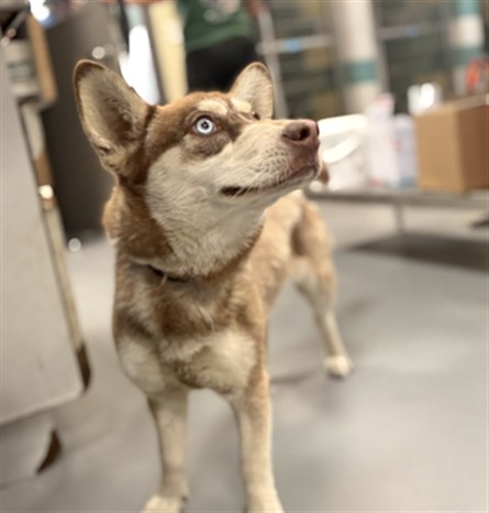 Juno