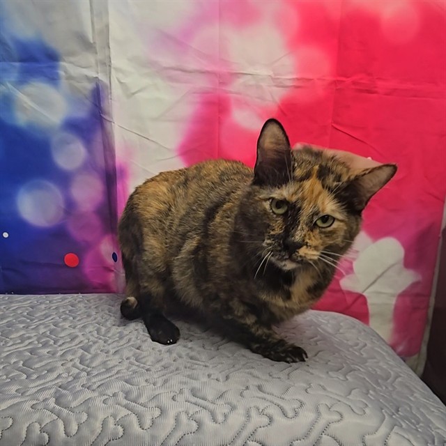 Maple