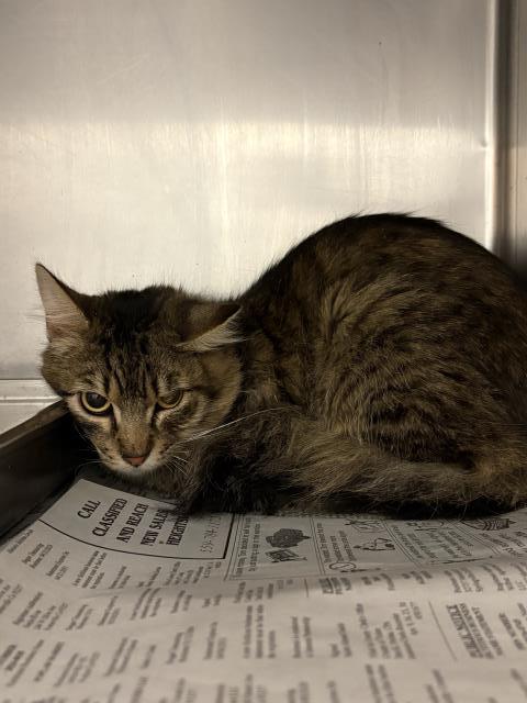 Adoptable Cat