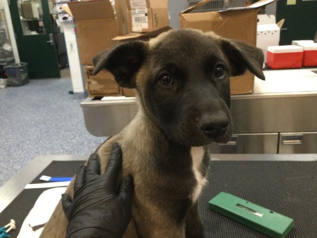 Adoptable Dog