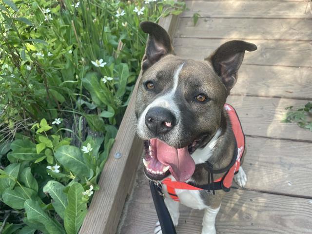 Dylan