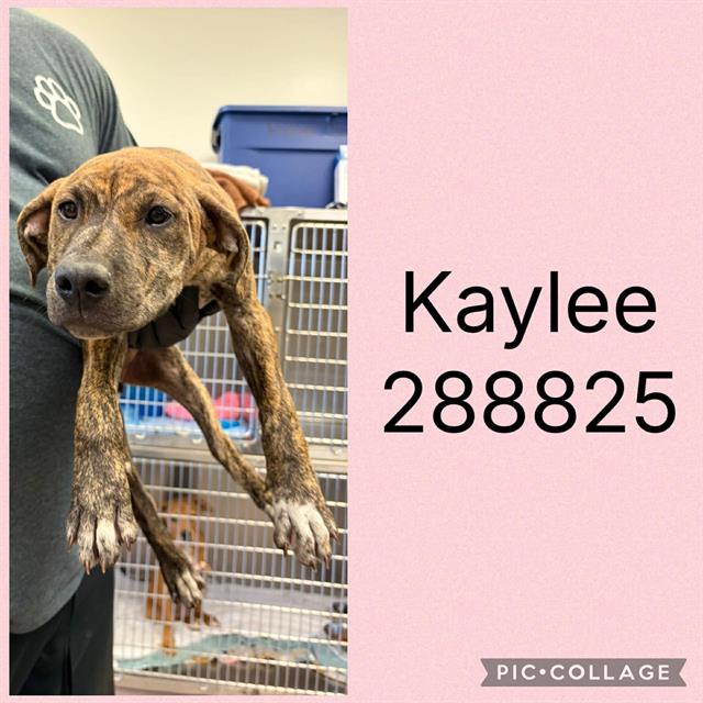 Kaylee