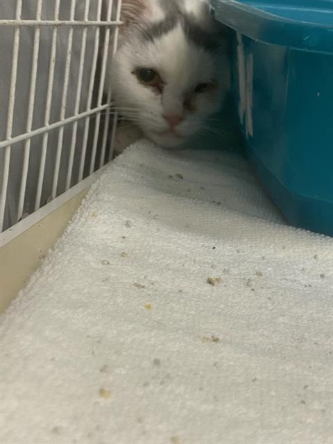 Adoptable Cat