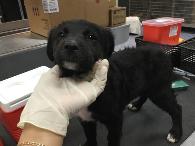 Adoptable Dog
