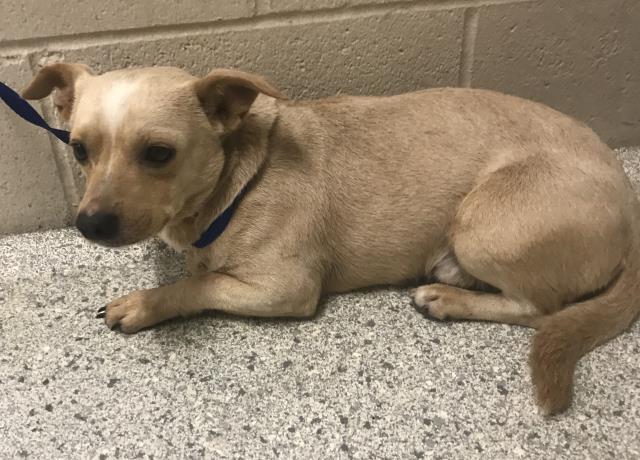 Adoptable Dog