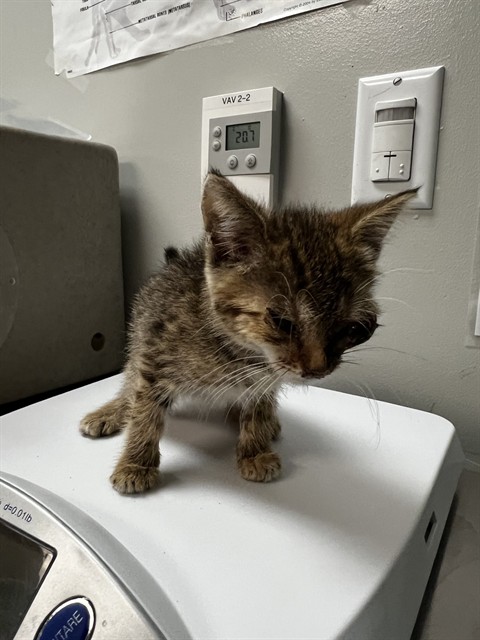 Adoptable Cat