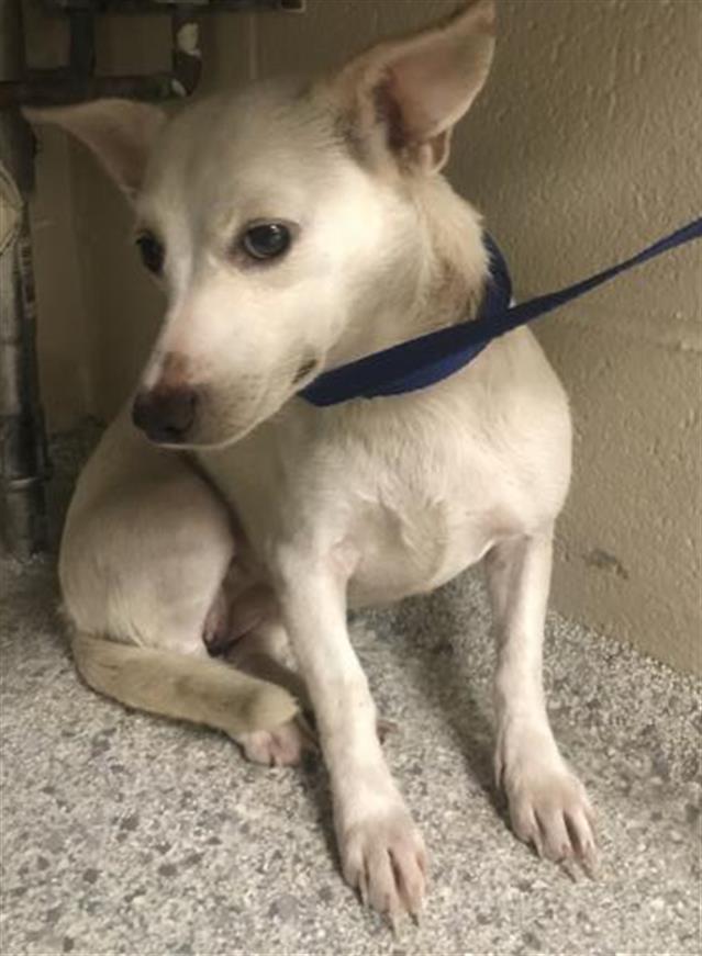 Adoptable Dog