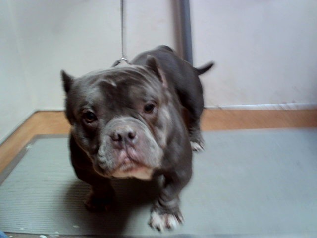 Monkey