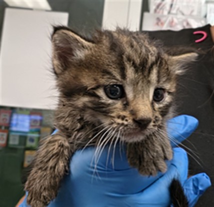 Adoptable Cat