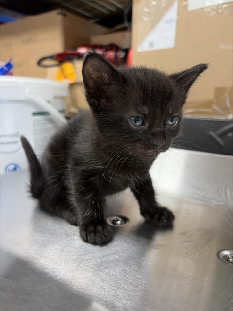 Lancelot