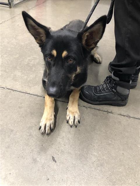 Adoptable Dog