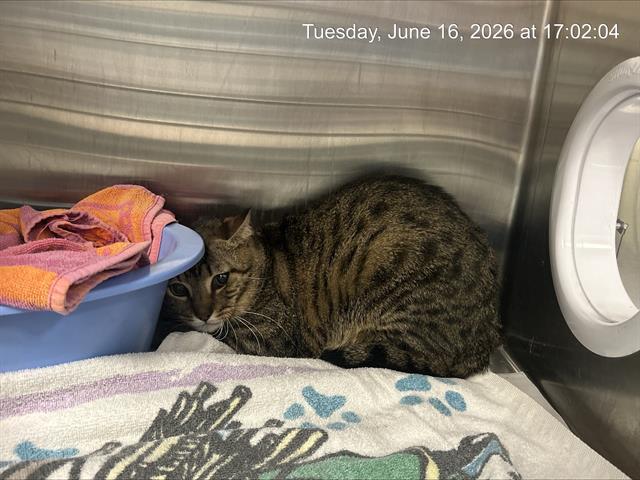Adoptable Cat