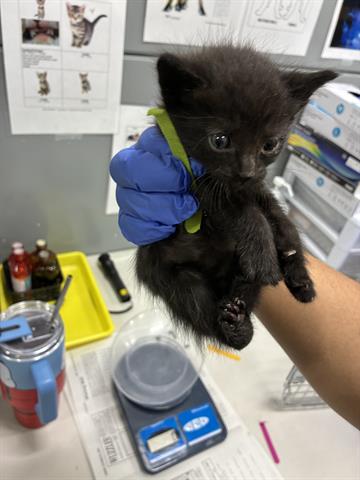 Simba