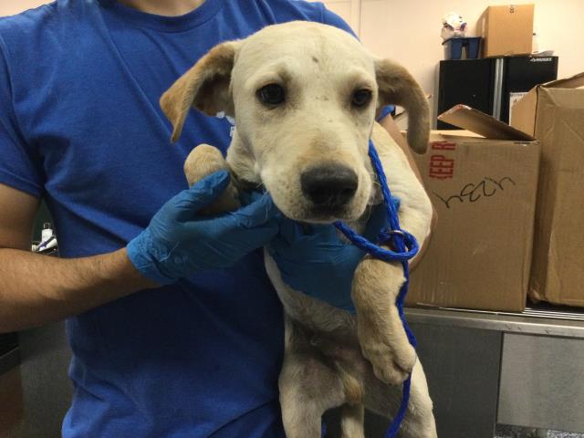 Adoptable Dog