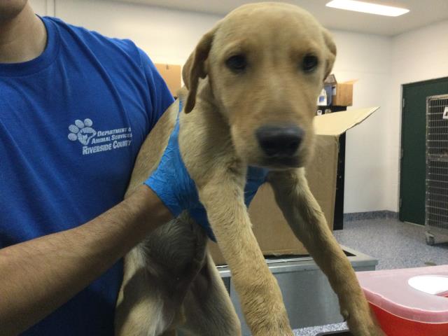 Adoptable Dog
