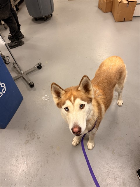 Bella