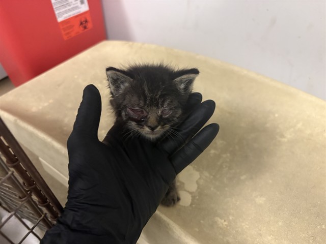 Adoptable Cat
