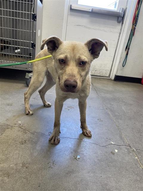 Adoptable Dog