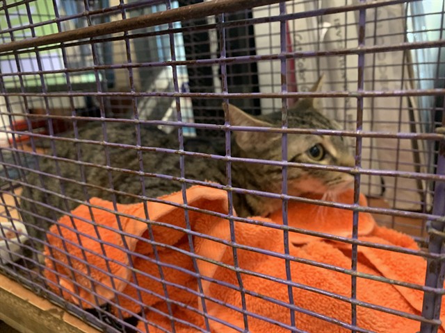 Adoptable Cat