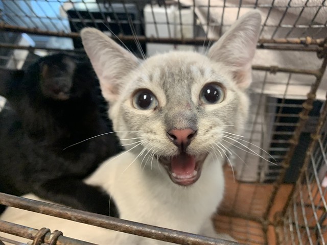 Adoptable Cat