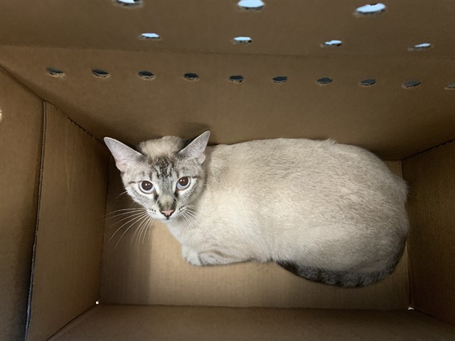 Adoptable Cat