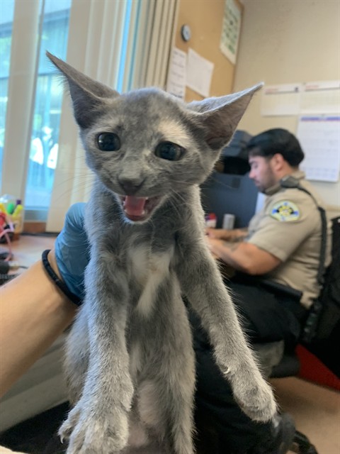 Adoptable Cat