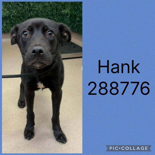 Hank