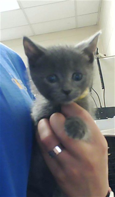 Artemis