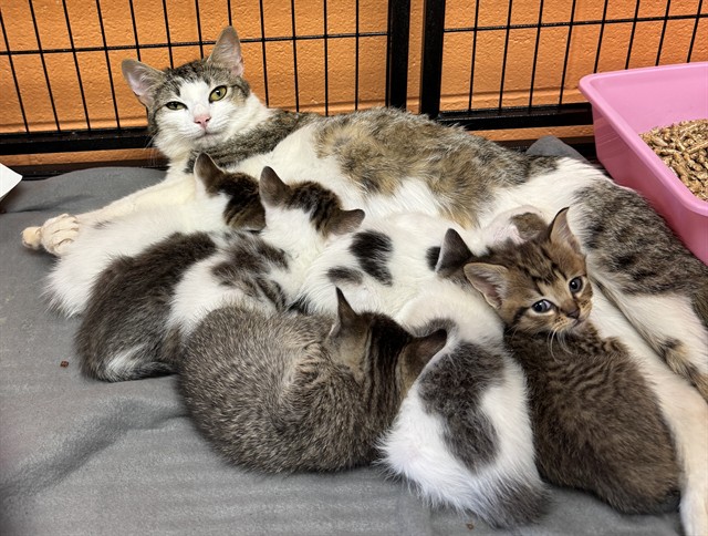 Adoptable Cat