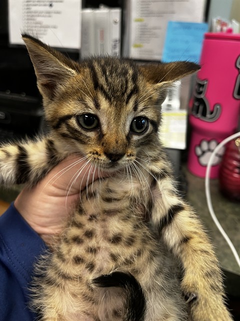 Peanut