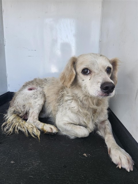 Adoptable Dog