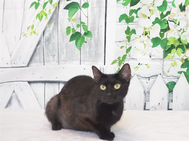 Salem