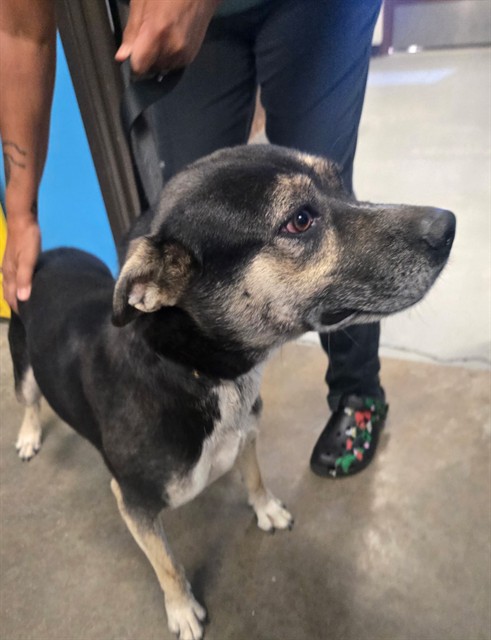 Adoptable Dog