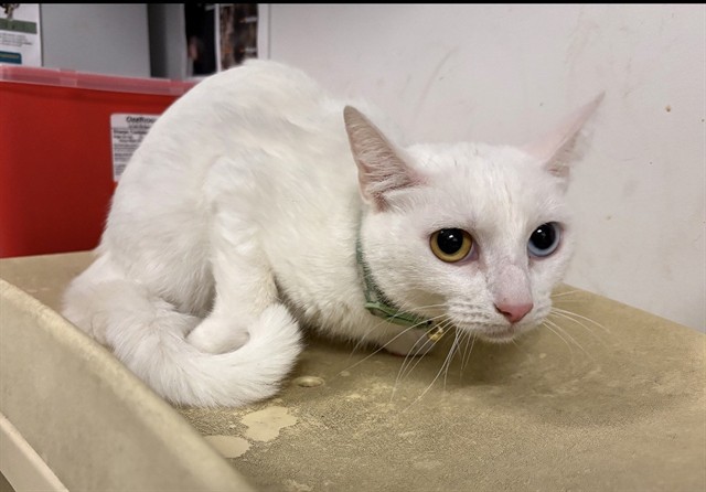 Adoptable Cat