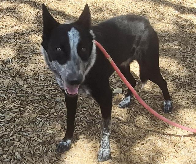 Chiquita