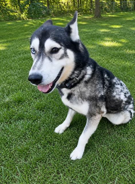 Moose