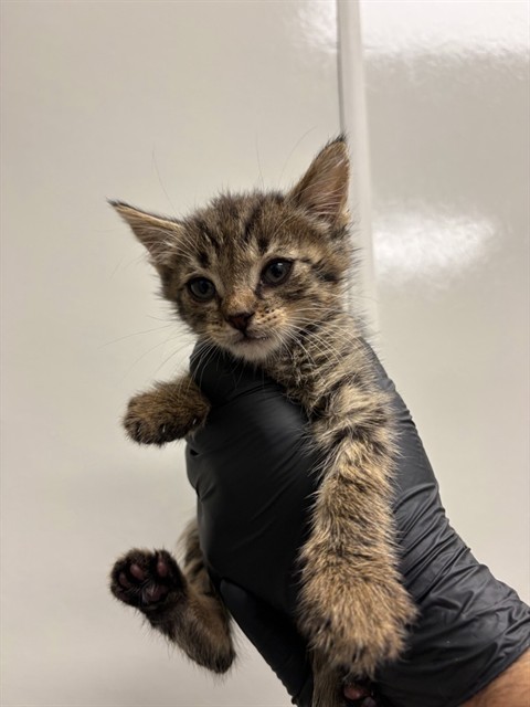 Linguini -Needs Foster