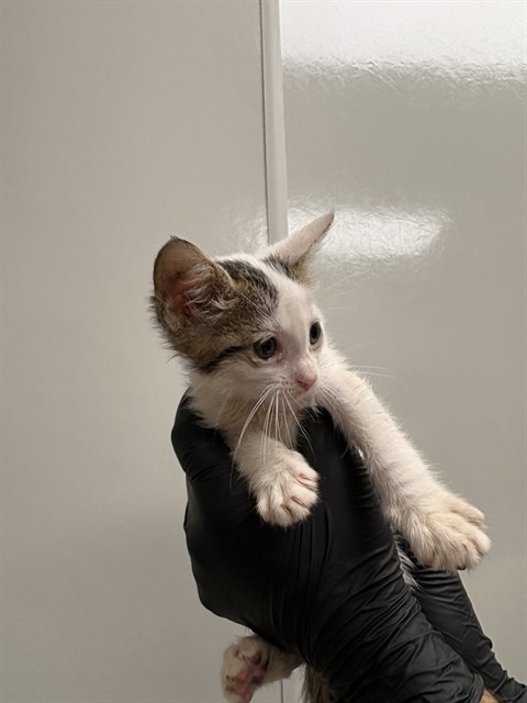 Semiu - Needs Foster