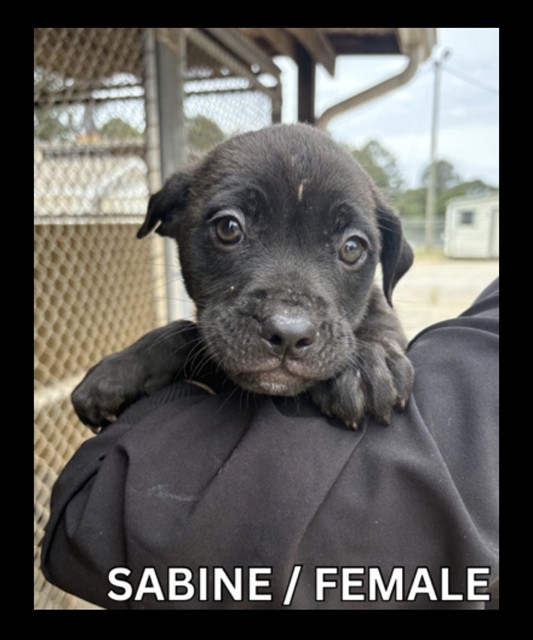 Sabine