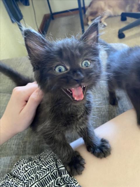 *Bagheera