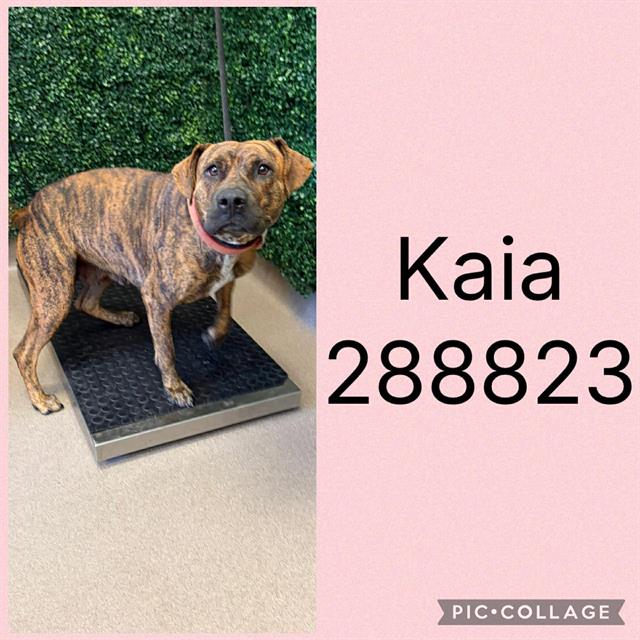 Kaia