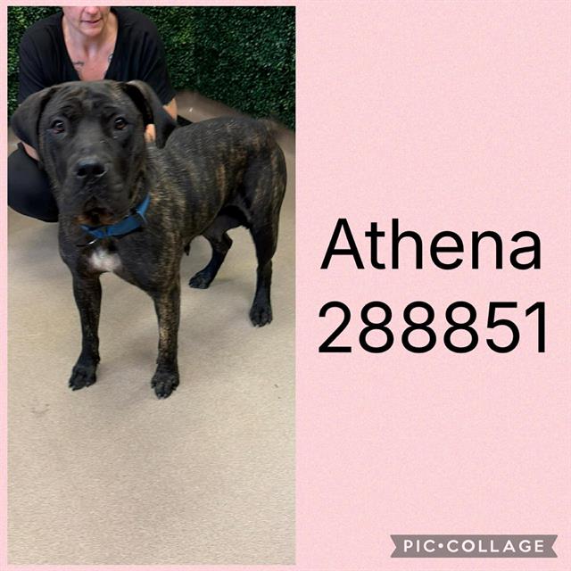 Athena