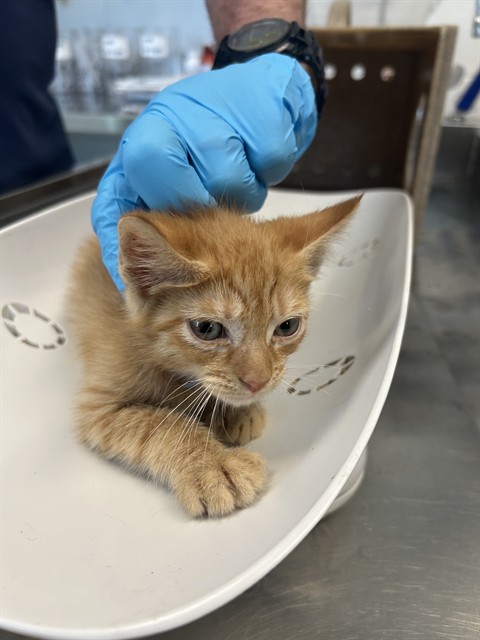 Adoptable Cat