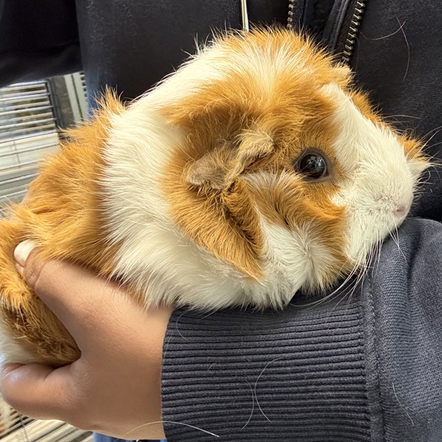Willow