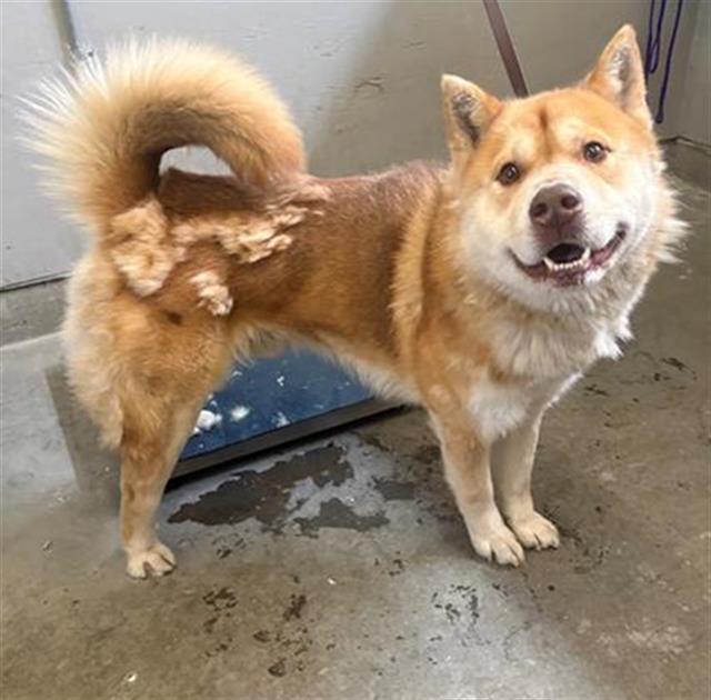 *Taz